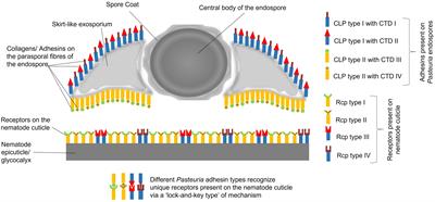 Exploring the mechanisms of host-specificity of a hyperparasitic bacterium (Pasteuria spp.) with potential to control tropical root-knot nematodes (Meloidogyne spp.): insights from Caenorhabditis elegans